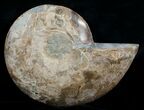Beautiful Choffaticeras Ammonite - Half #5217-1